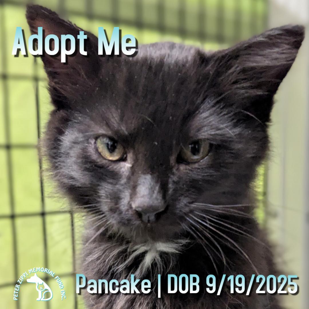 Pancake, ADOPTABLE, Kitten Male Domestic Medium Hair & American Shorthair.