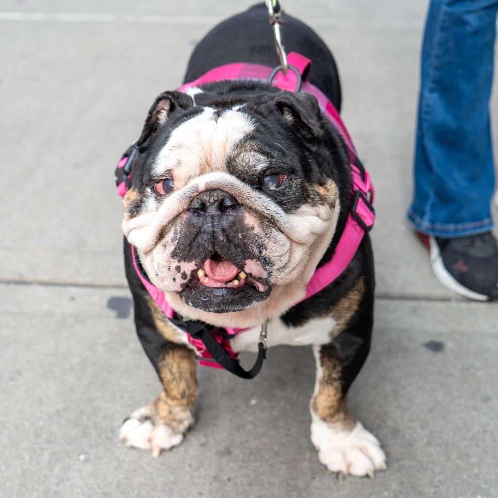 Bruno, a Adoptable English Bulldog in New York, NY image 1/3
