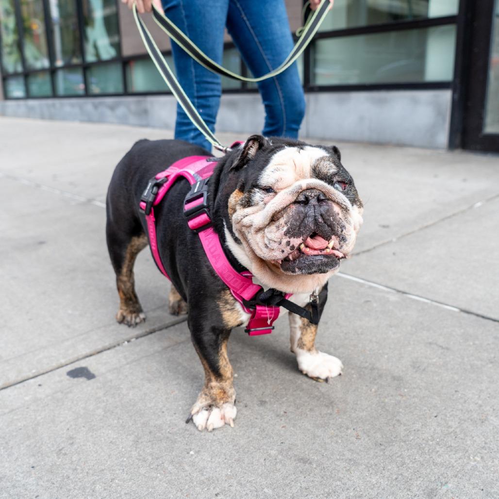 Bruno, a Adoptable English Bulldog in New York, NY image 2/3