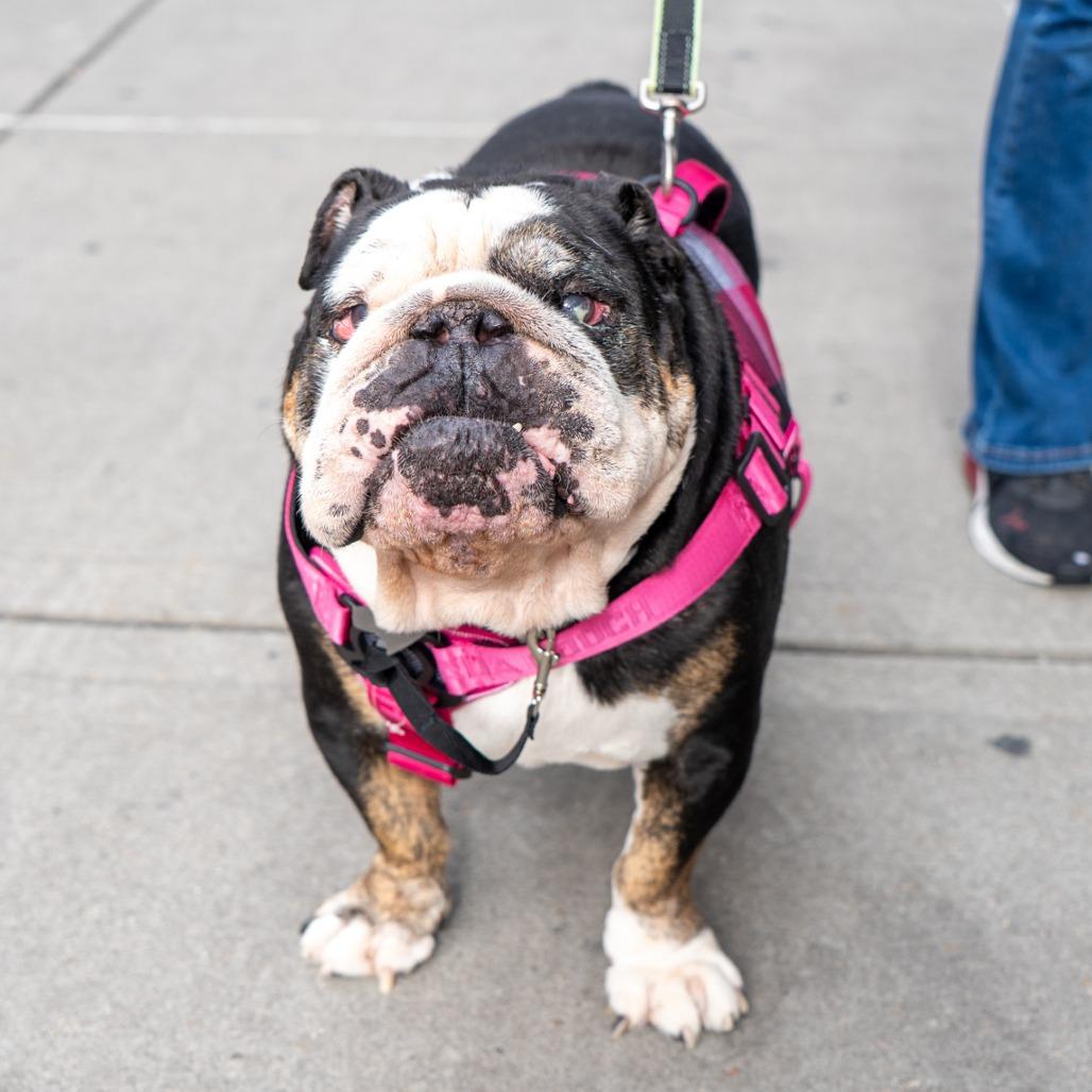 Bruno, a Adoptable English Bulldog in New York, NY image 3/3