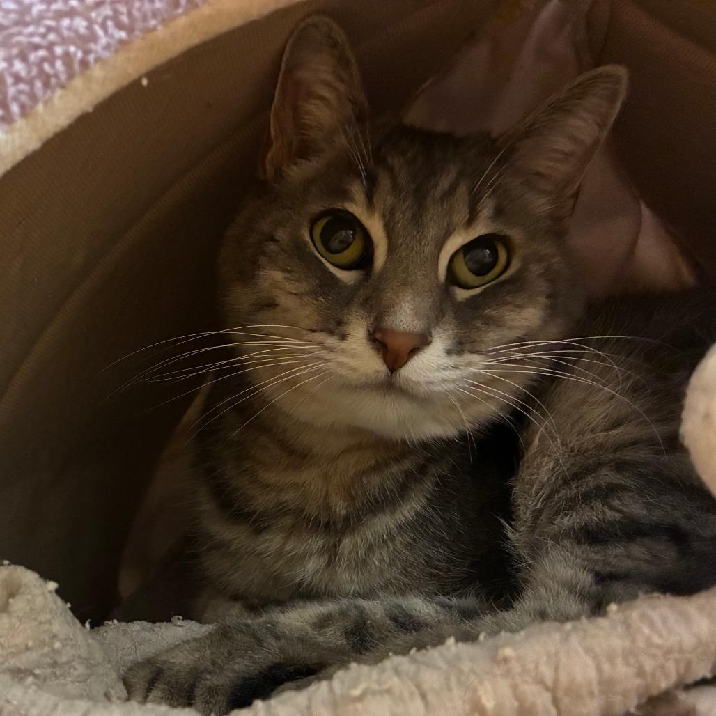 Meatball, a Adoptable Domestic Short Hair in Redwood City, CA image 1/3