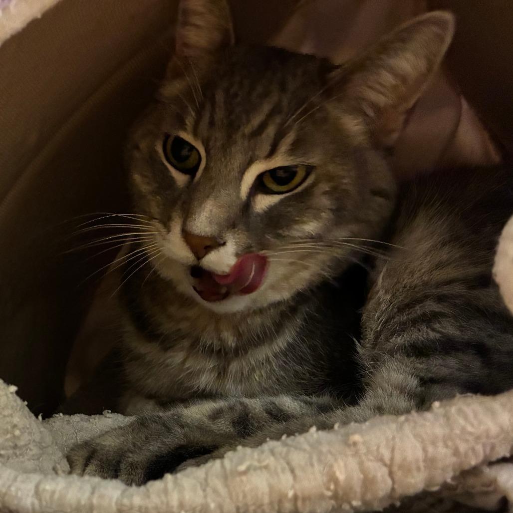 Meatball, a Adoptable Domestic Short Hair in Redwood City, CA image 2/3
