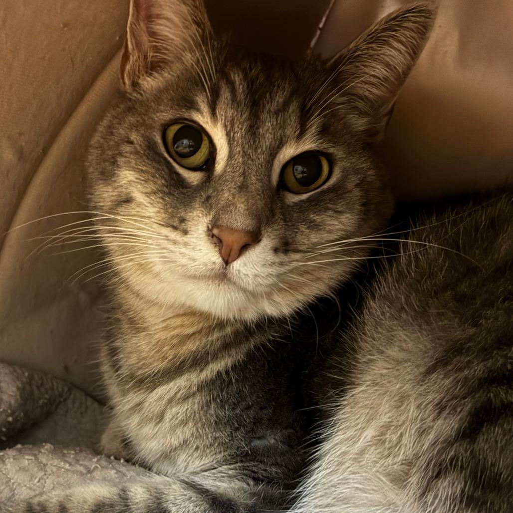 Meatball, a Adoptable Domestic Short Hair in Redwood City, CA image 3/3