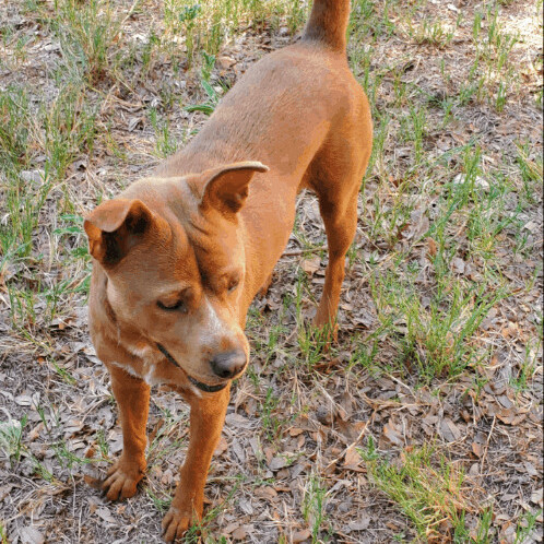Peanut, an adoptable mixed breed in Denison, TX image 1/3