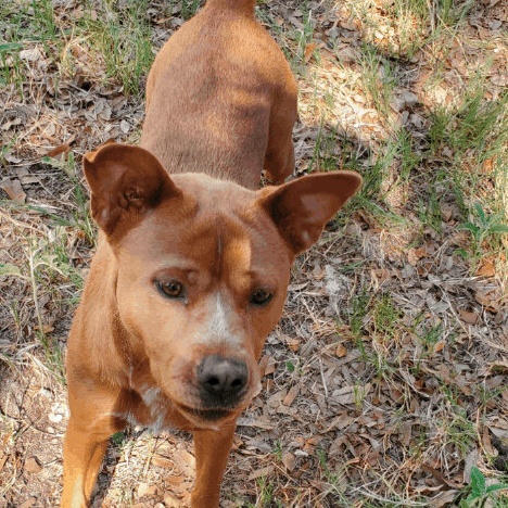 Peanut, an adoptable mixed breed in Denison, TX image 2/3