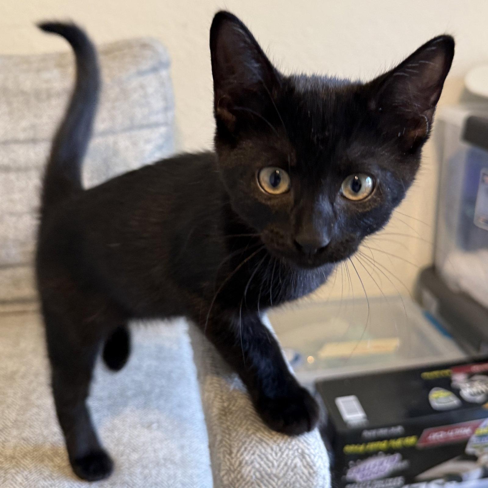 Stark, Adoptable, Kitten Male Domestic Short Hair.