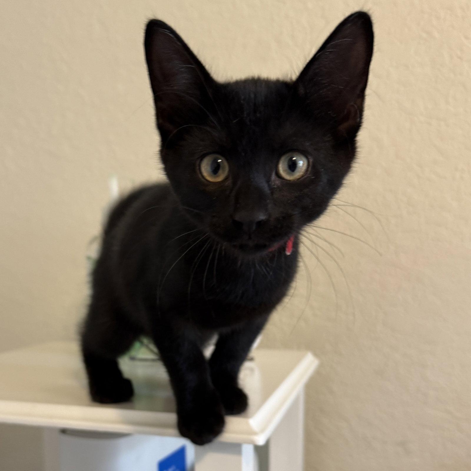 Enlarge Stark, a Adoptable Domestic Short Hair in St. Cloud, FL image 2/3