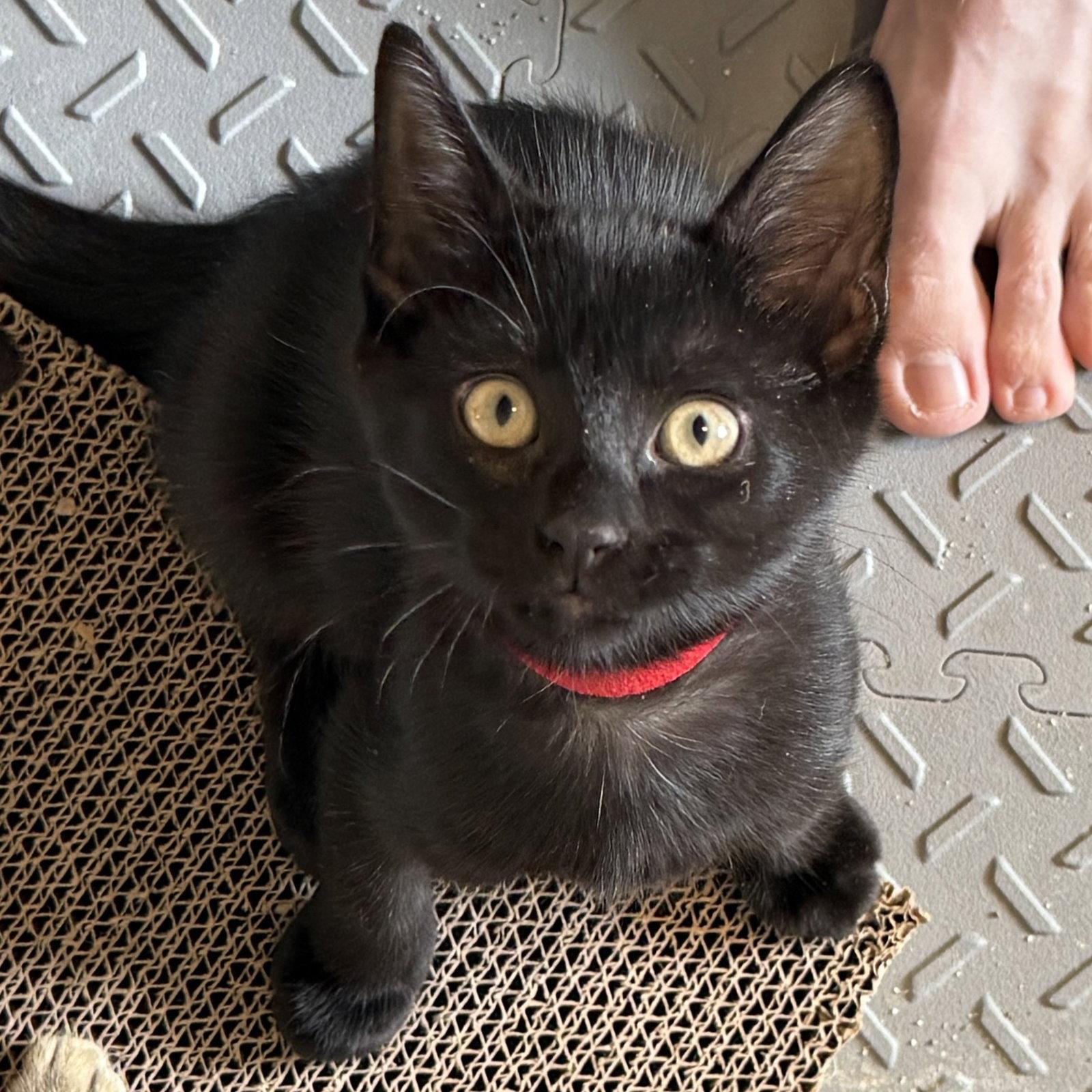 Enlarge Stark, a Adoptable Domestic Short Hair in St. Cloud, FL image 3/3