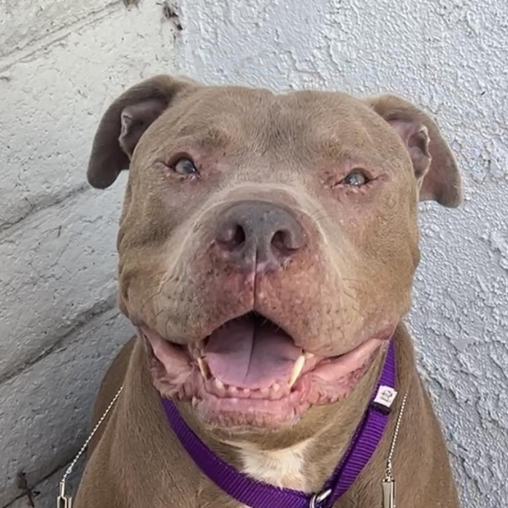 Enlarge Perry, a Adoptable Pit Bull Terrier in Los Angeles, CA image 1/6