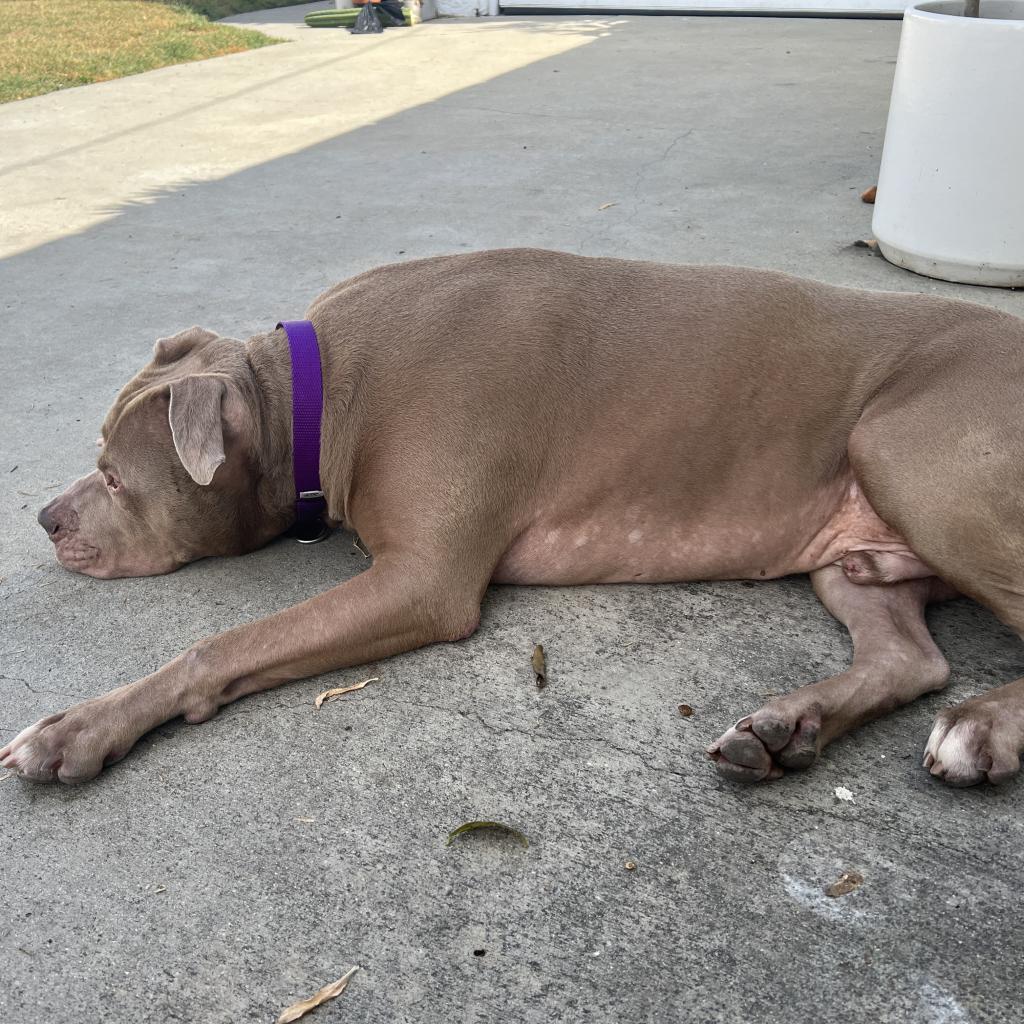 Enlarge Perry, a Adoptable Pit Bull Terrier in Los Angeles, CA image 2/6