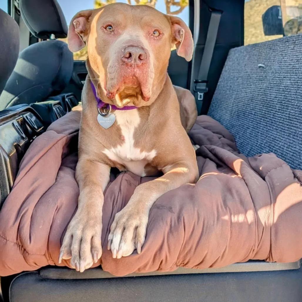 Enlarge Perry, a Adoptable Pit Bull Terrier in Los Angeles, CA image 4/6