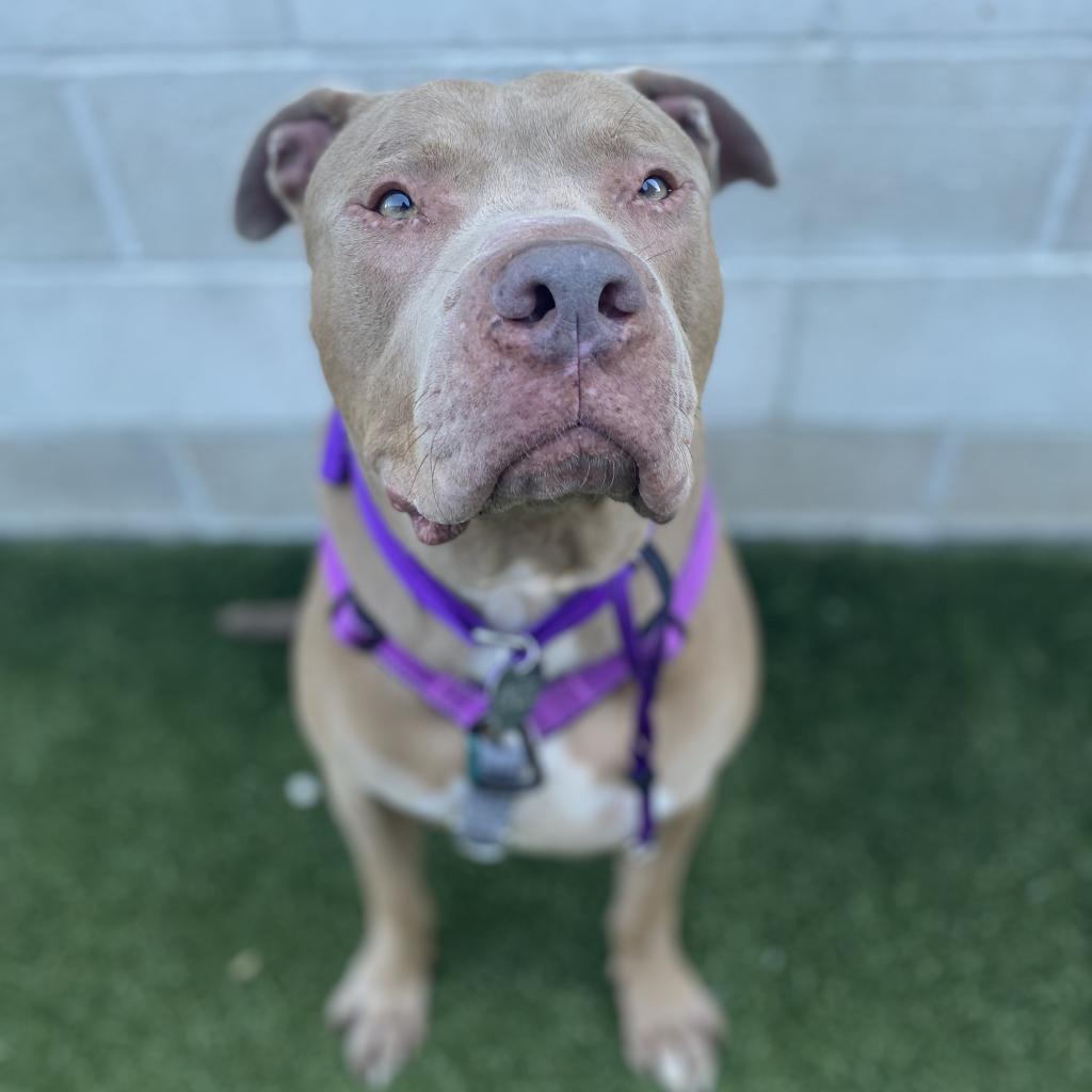 Enlarge Perry, a Adoptable Pit Bull Terrier in Los Angeles, CA image 6/6