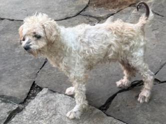 Enlarge Onion, a Adoptable mixed breed in Wingdale, NY image 1/1