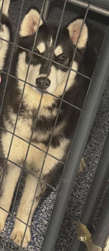Enlarge Foxie, a Adopted Husky in Warren, MI image 1/1