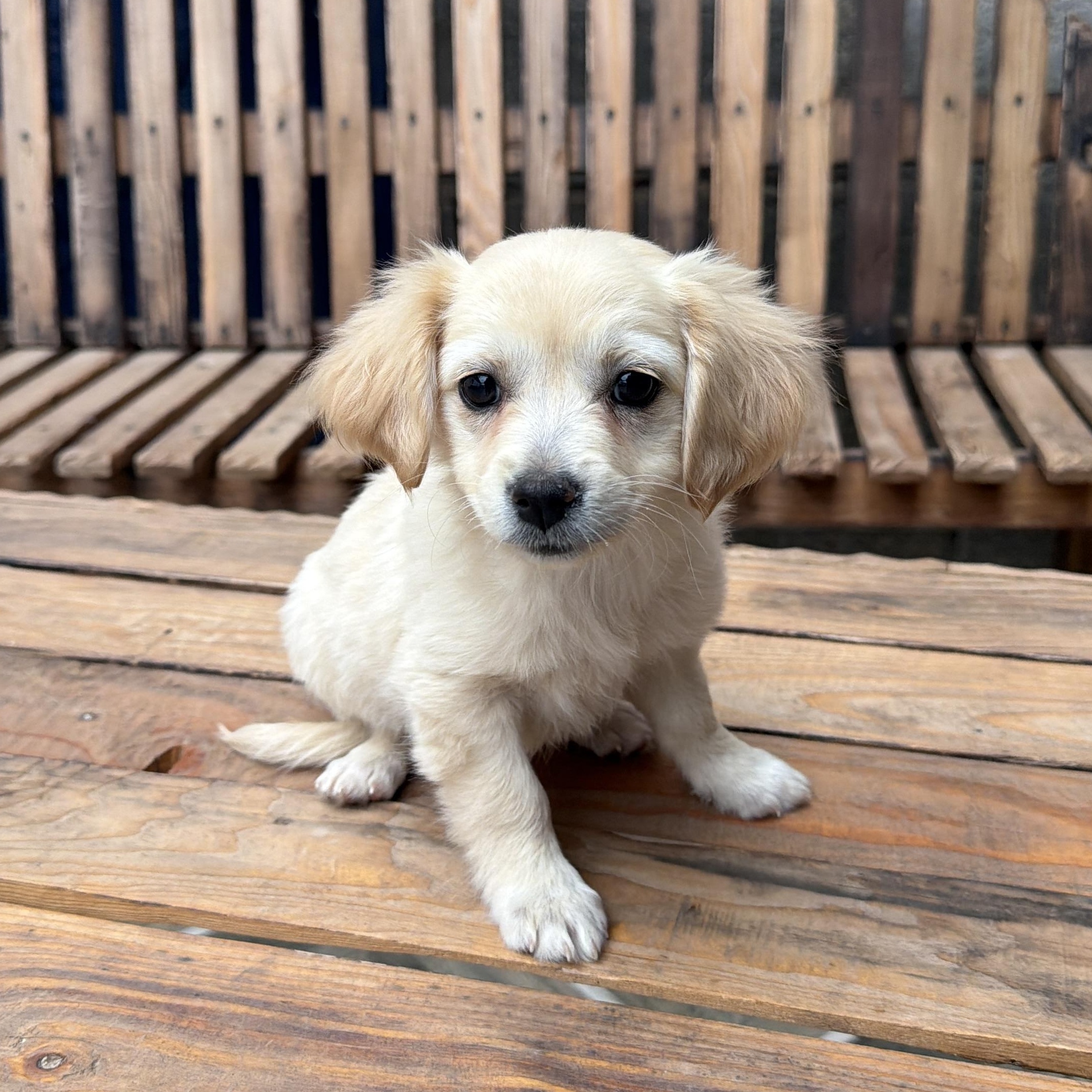 Hoka, adopted, Puppy Female Cockapoo & Chiweenie.