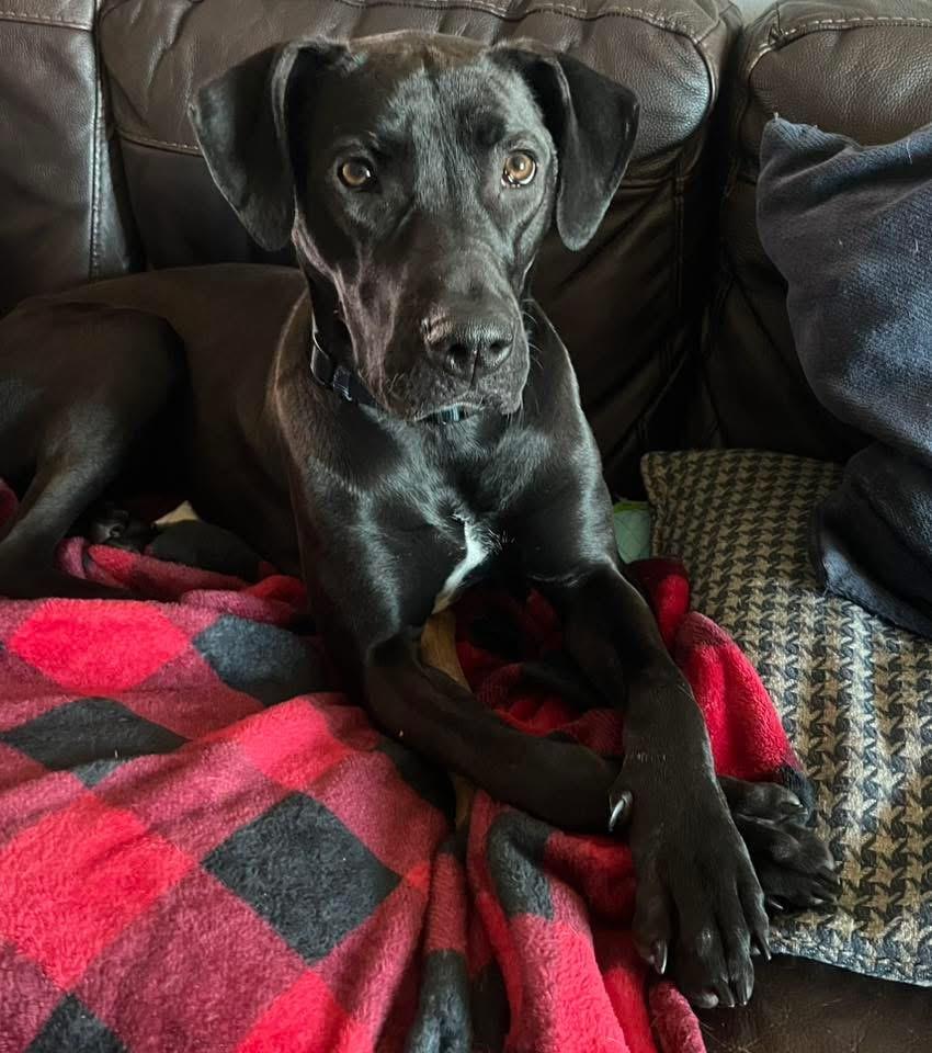 Birdie, adoptable, Young Female Black Labrador Retriever.