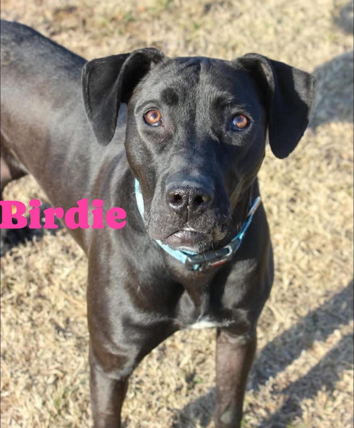 Enlarge Birdie, an adoptable mixed breed in Manhattan, KS image 2/6