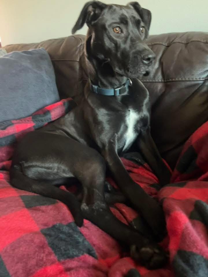 Enlarge Birdie, an adoptable mixed breed in Manhattan, KS image 5/6