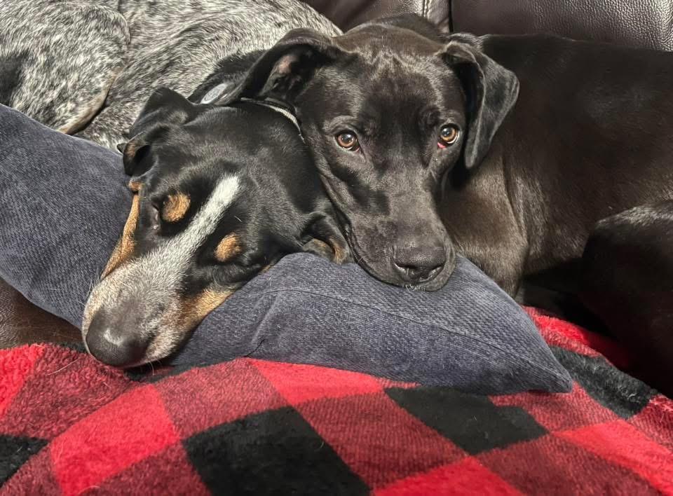 Enlarge Birdie, an adoptable mixed breed in Manhattan, KS image 4/6