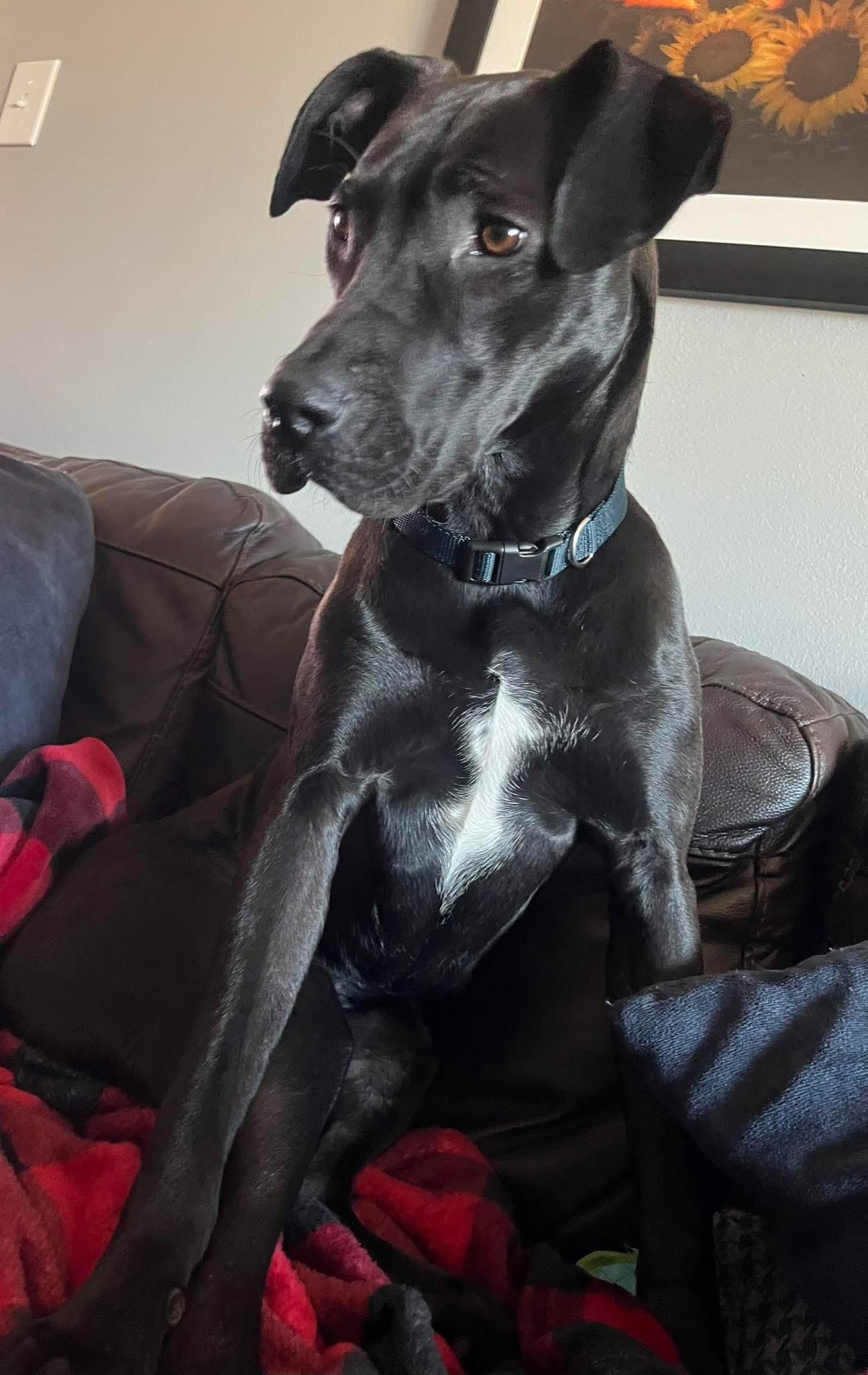 Enlarge Birdie, an adoptable mixed breed in Manhattan, KS image 3/6