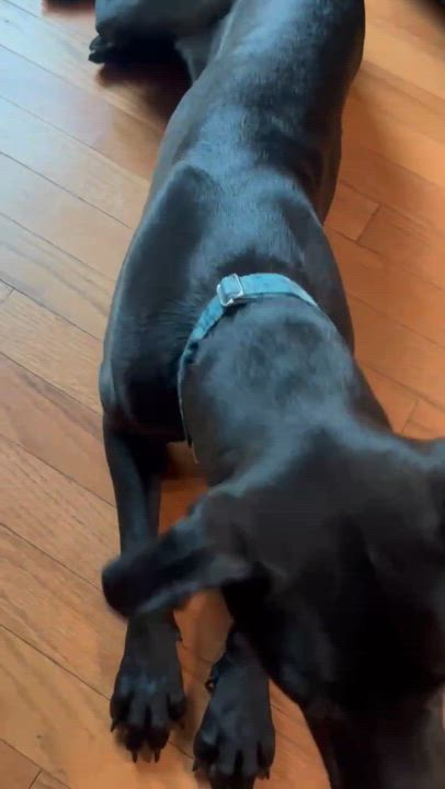 Enlarge Birdie, an adoptable mixed breed in Manhattan, KS video 6/6