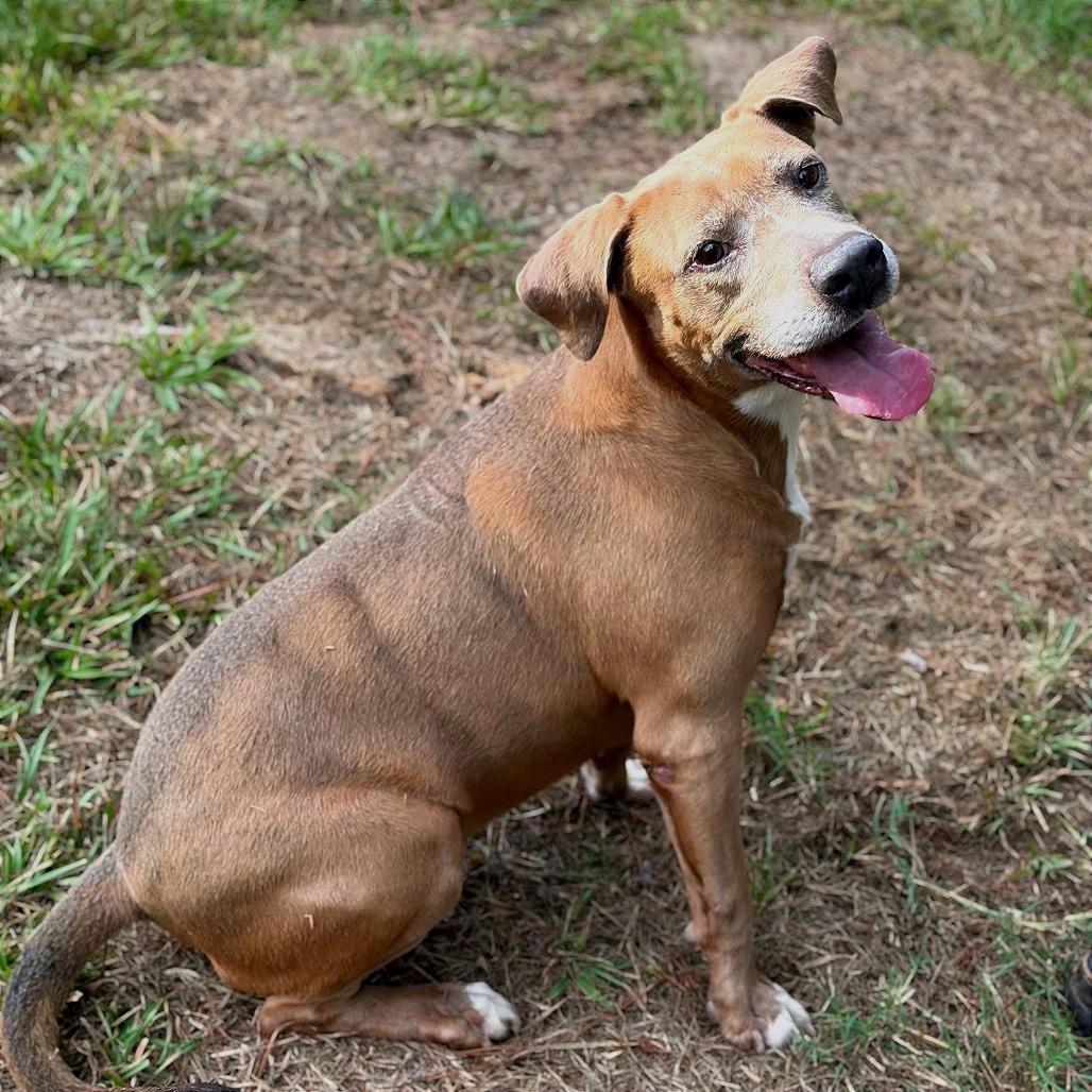 Enlarge Paige, a Adoptable Pit Bull Terrier in Lufkin, TX image 1/6