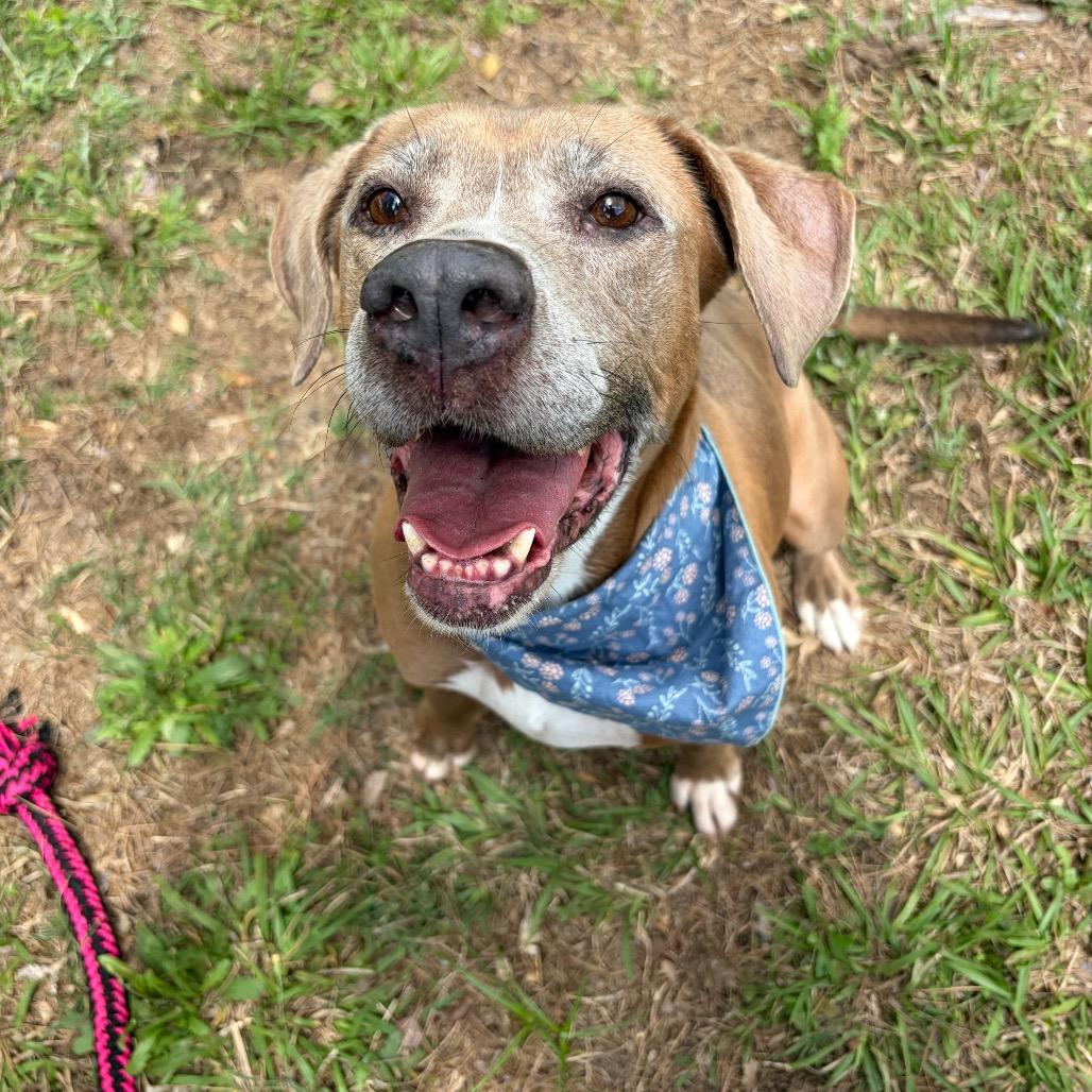 Enlarge Paige, a Adoptable Pit Bull Terrier in Lufkin, TX image 2/6