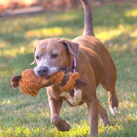 Enlarge Paige, a Adoptable Pit Bull Terrier in Lufkin, TX image 3/6