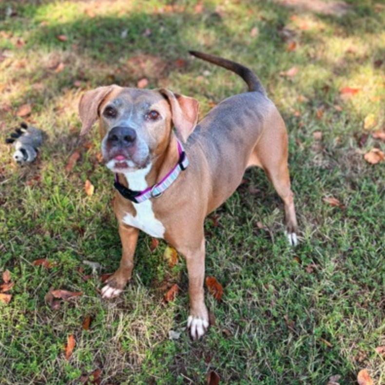 Enlarge Paige, a Adoptable Pit Bull Terrier in Lufkin, TX image 4/6