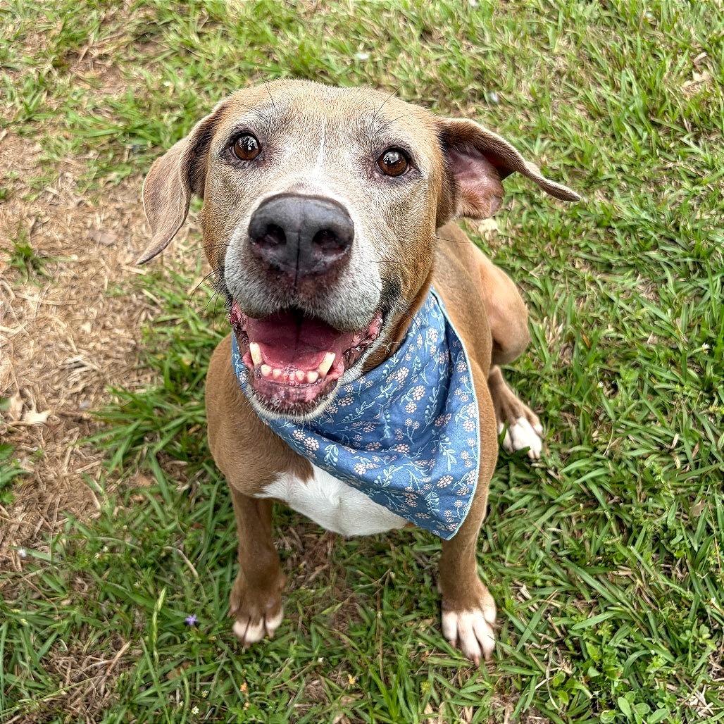 Enlarge Paige, a Adoptable Pit Bull Terrier in Lufkin, TX image 5/6
