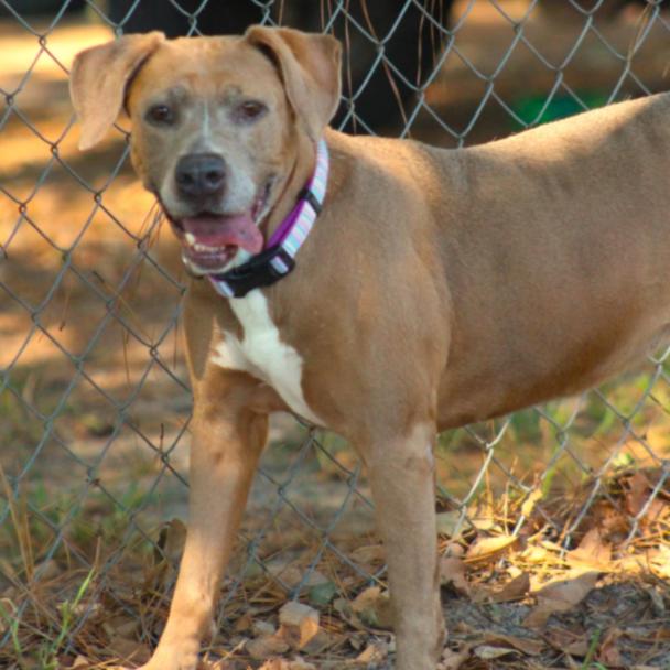 Enlarge Paige, a Adoptable Pit Bull Terrier in Lufkin, TX image 6/6