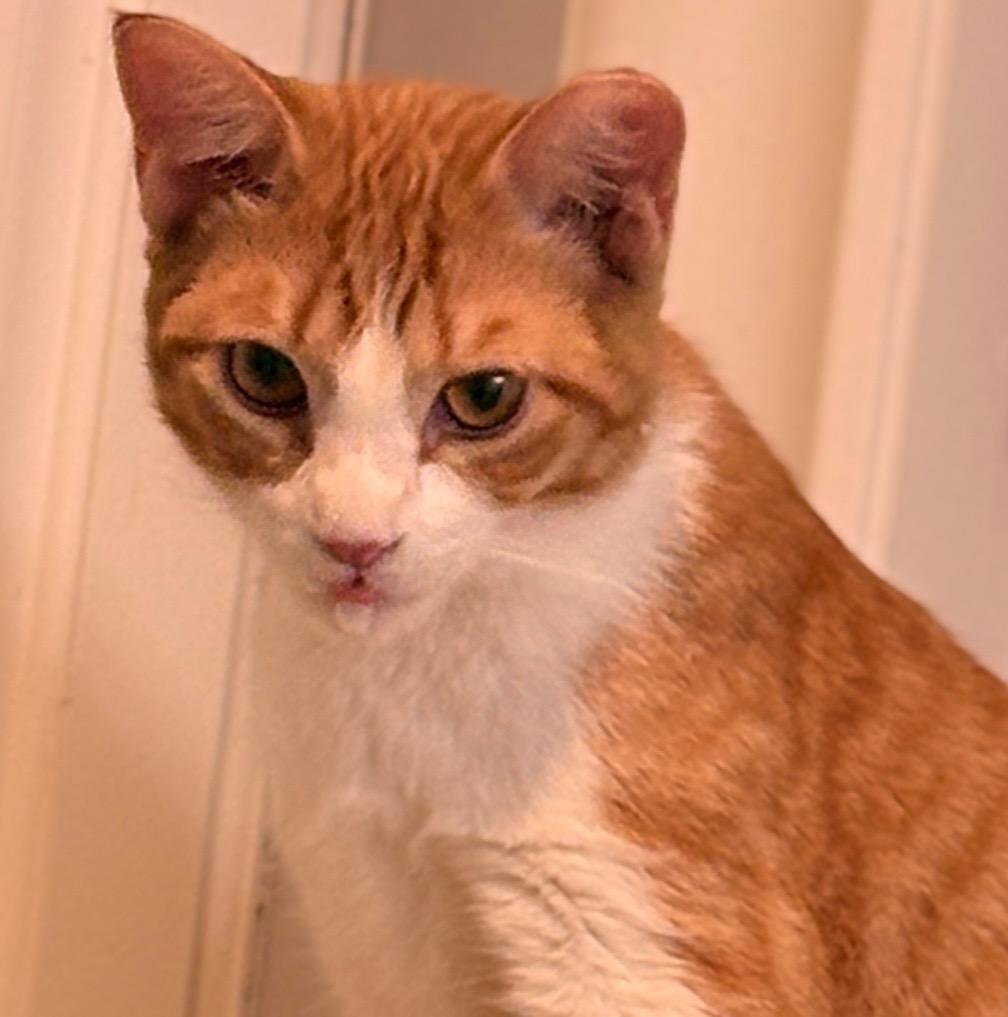 Enlarge Spunky, a Adoptable mixed breed in Spring, TX image 1/2