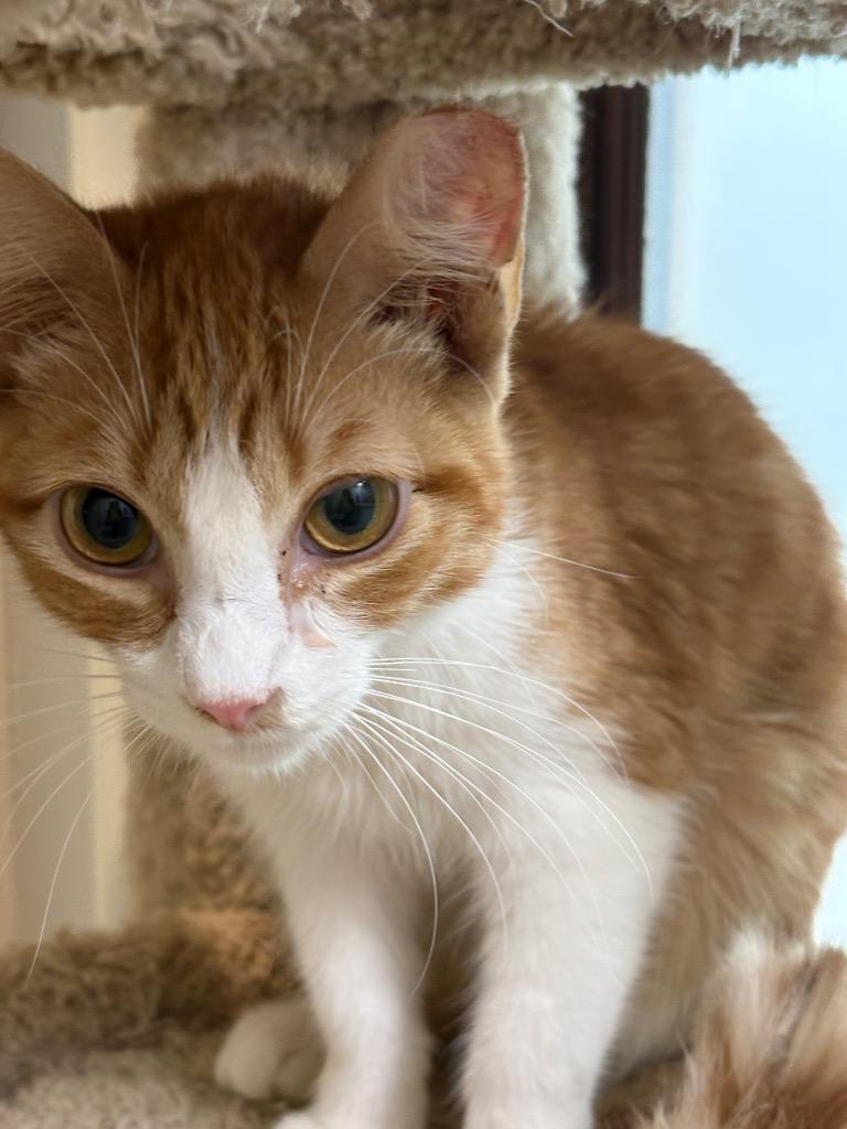 Spunky, Adoptable, Young Male Domestic Short Hair.