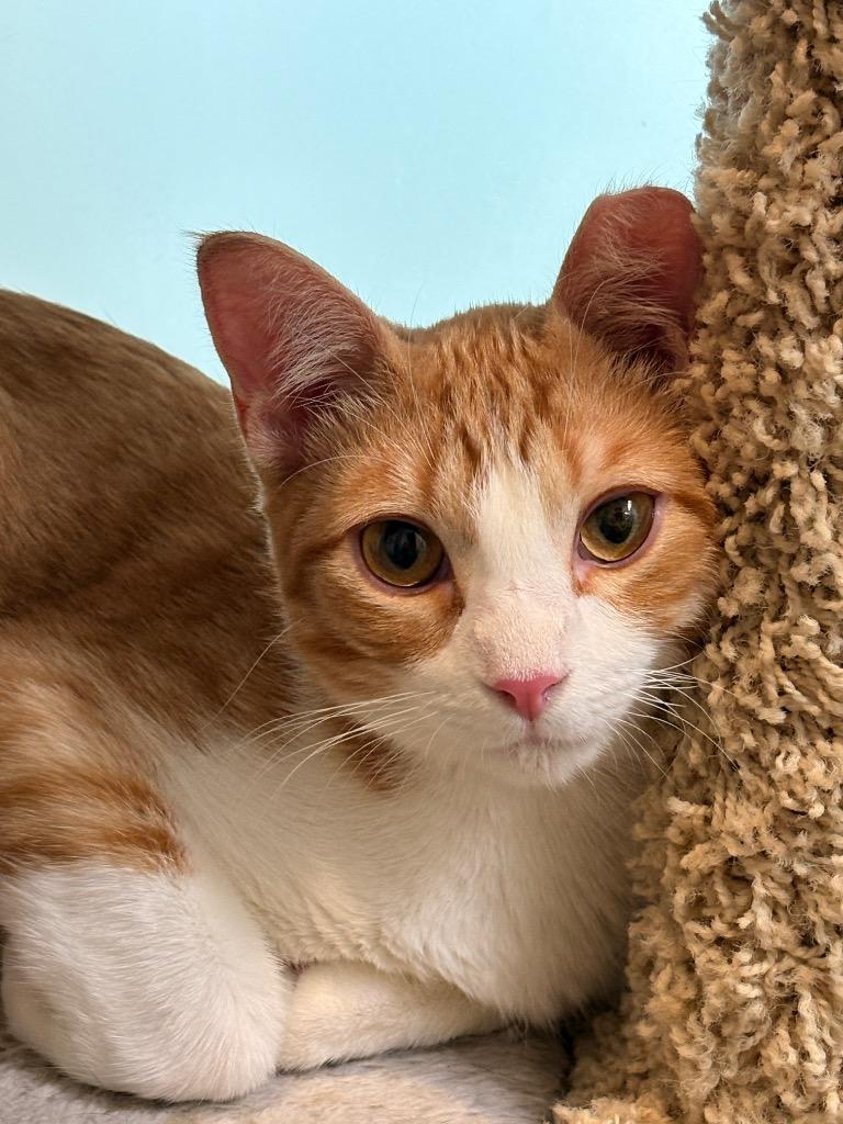 Enlarge Spunky, a Adoptable mixed breed in Spring, TX image 2/2