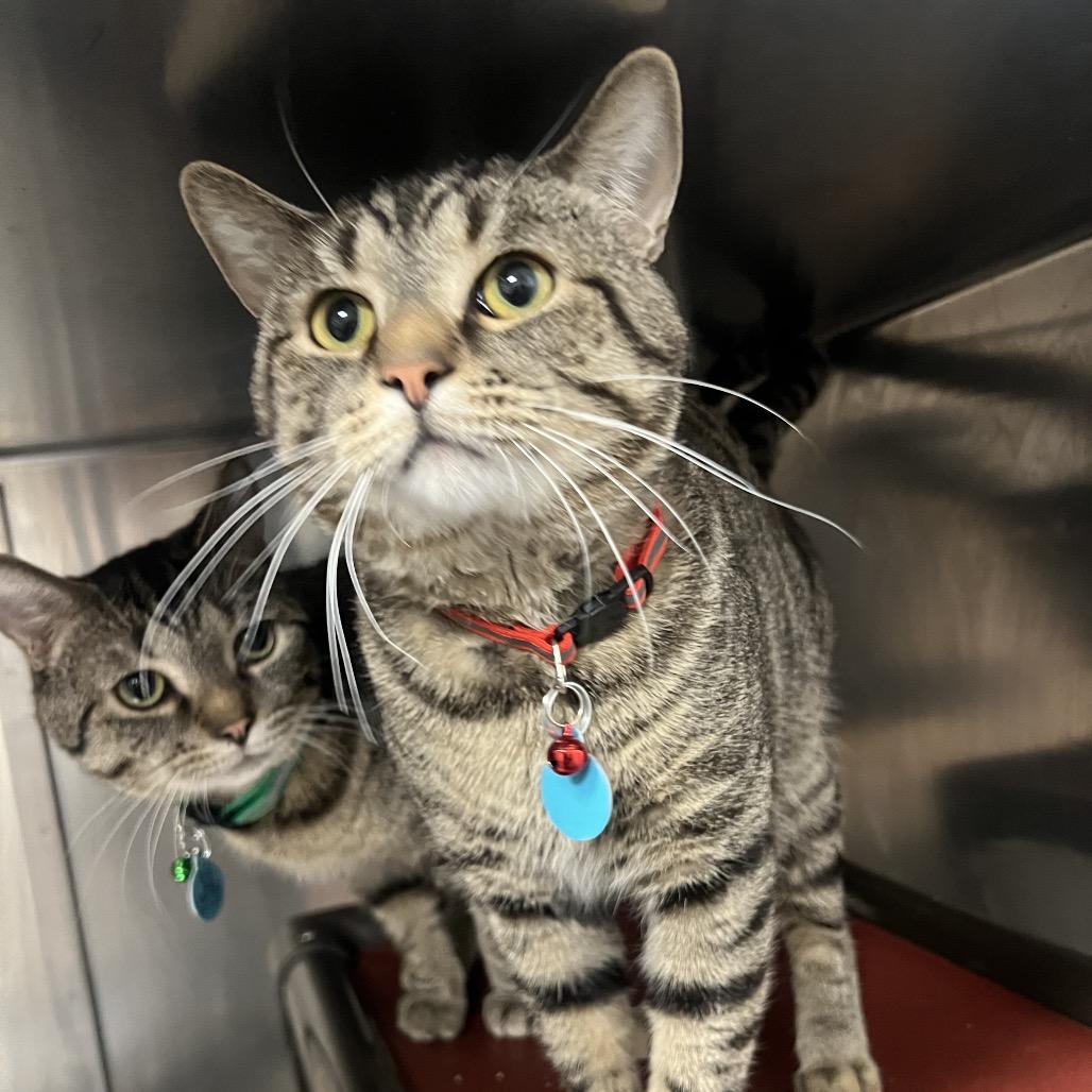 Kevin, Adoptable, Adult Male Domestic Short Hair.