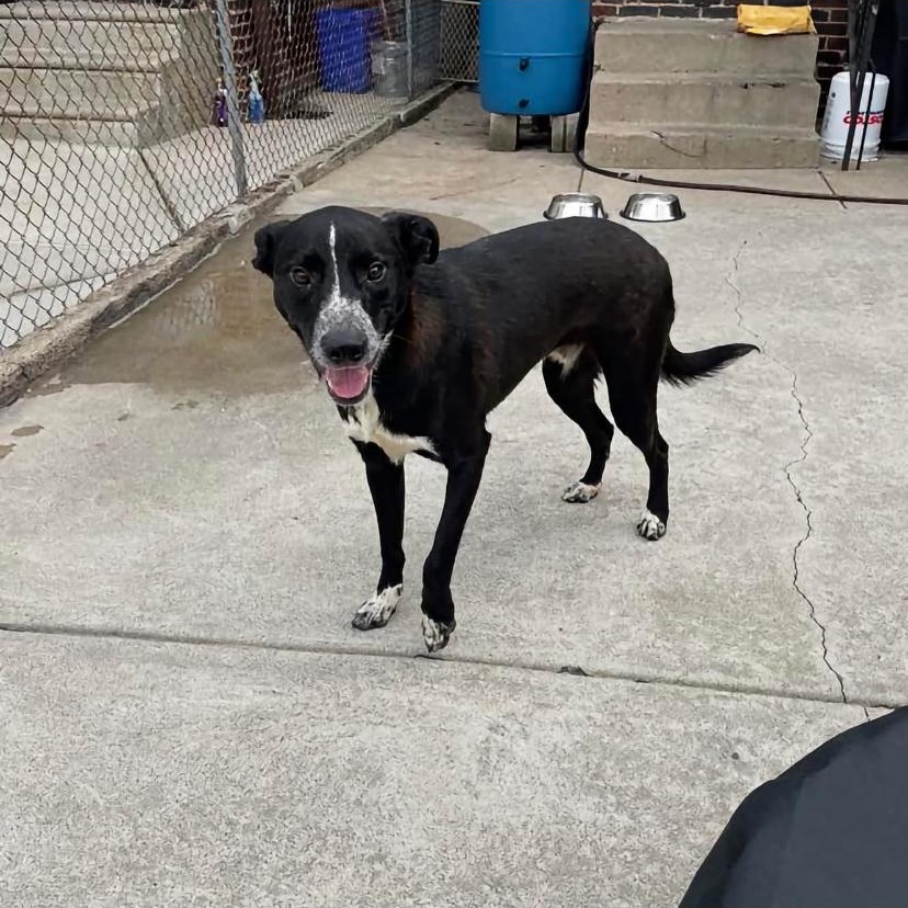 Enlarge Maki, a Adoptable mixed breed in Philadelphia, PA image 2/6