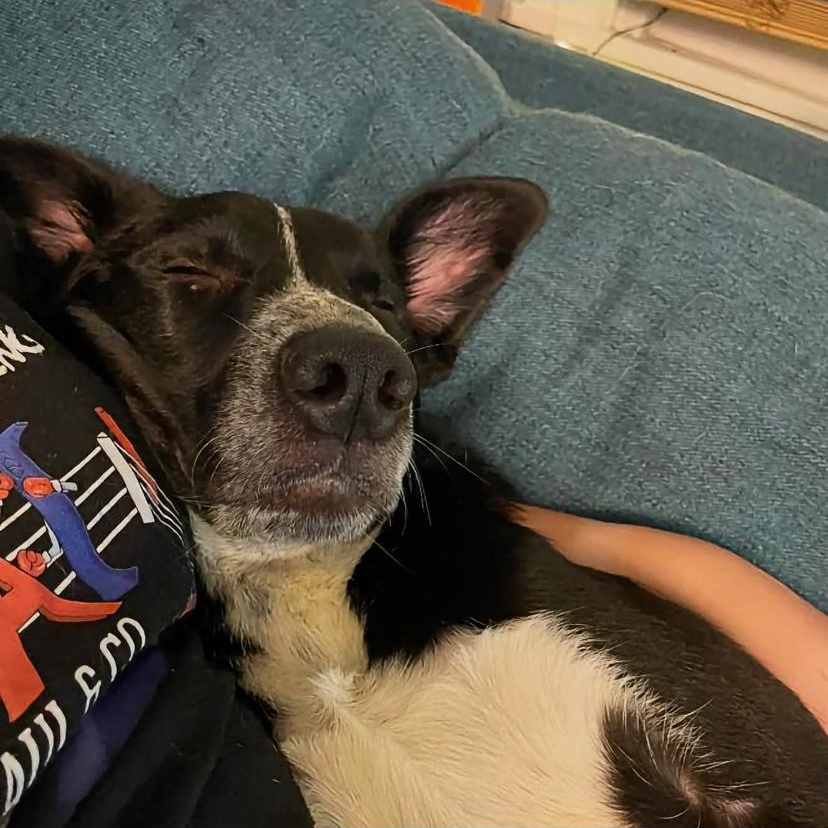 Enlarge Maki, a Adoptable mixed breed in Philadelphia, PA image 6/6