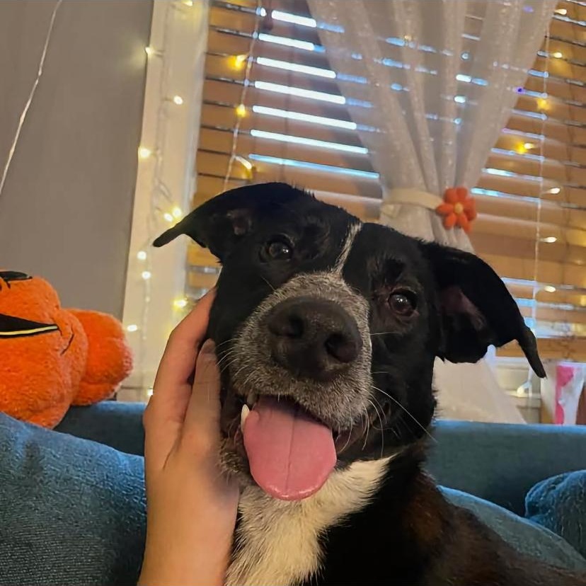 Enlarge Maki, a Adoptable mixed breed in Philadelphia, PA image 3/6