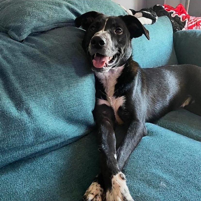 Maki, Adoptable, Puppy Male Border Collie & Labrador Retriever.