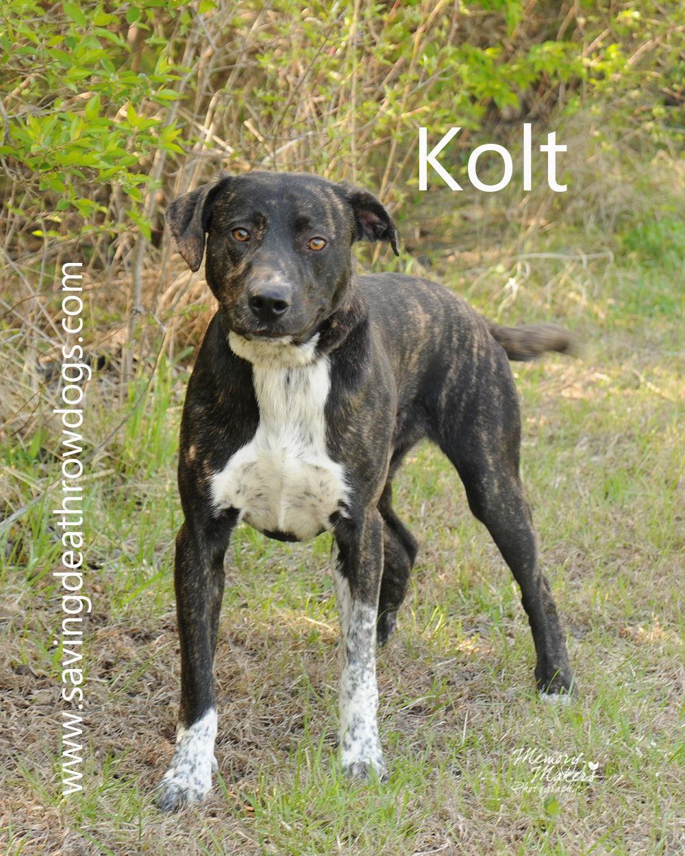 Kolt, a Adoptable Mountain Cur in Topeka, KS image 1/2
