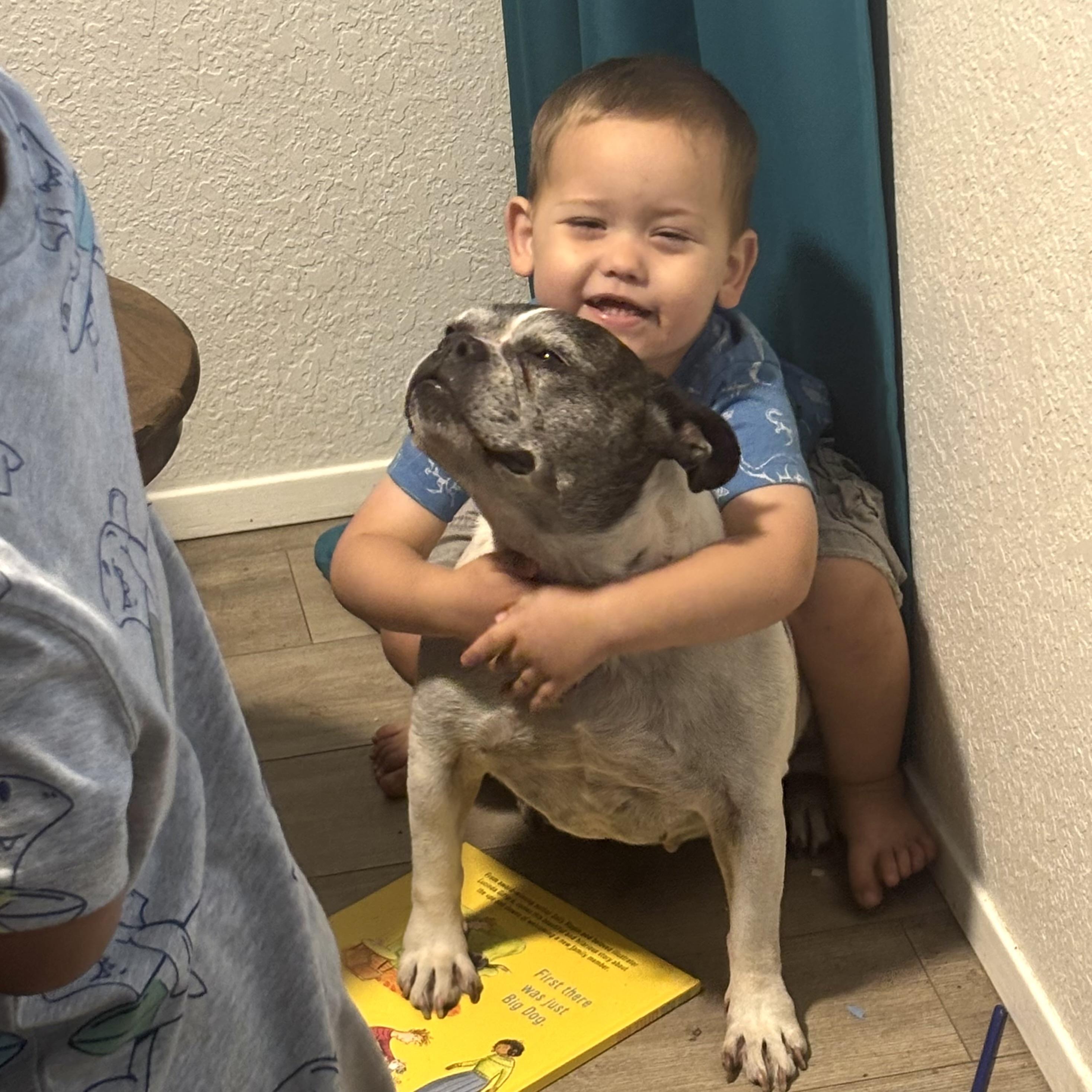 Enlarge Miss Biscuit, a Adoptable French Bulldog in Auburn, WA image 5/6