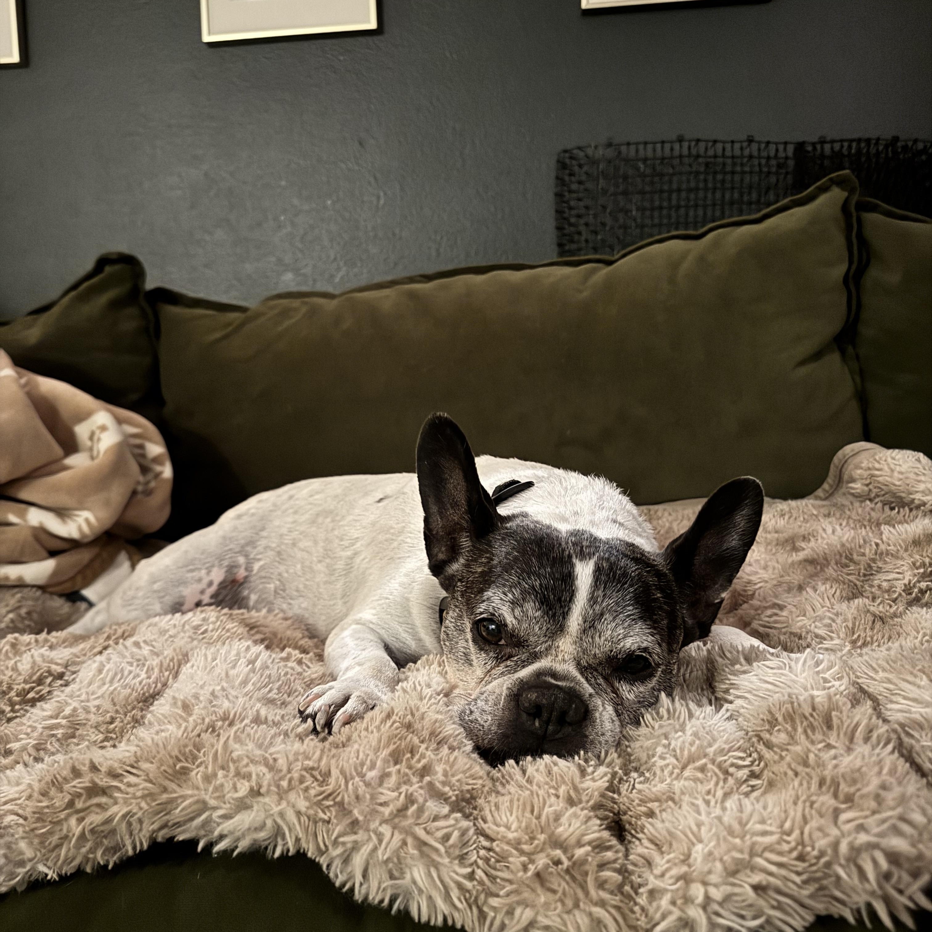 Enlarge Miss Biscuit, a Adoptable French Bulldog in Auburn, WA image 2/6