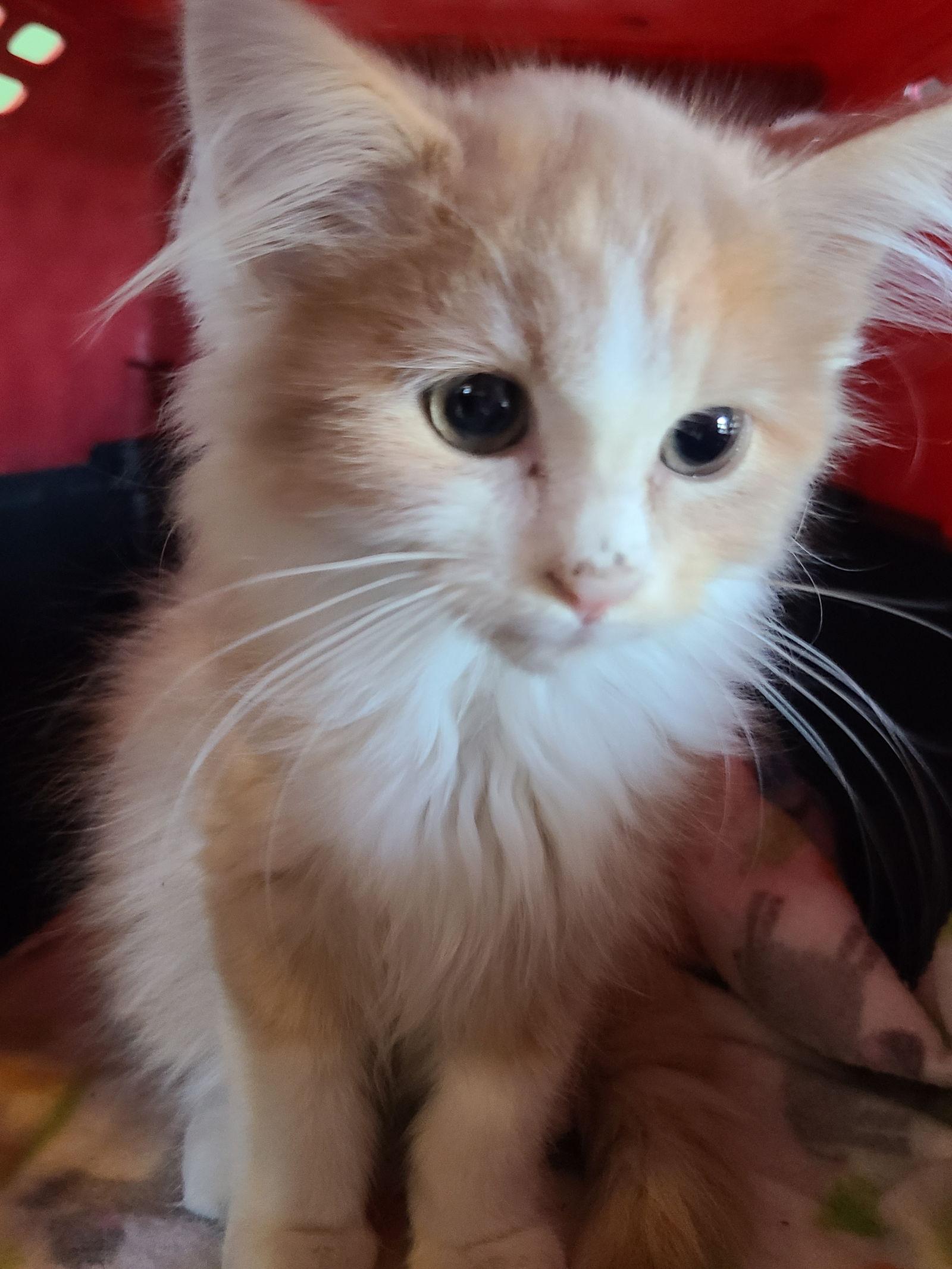 Oisin, Adopted, Young Male Domestic Long Hair.