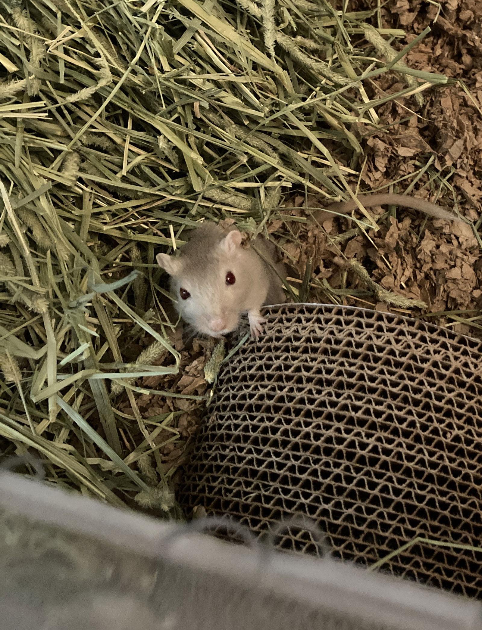 Cloud, a Adoptable Gerbil in Frederick, MD image 1/3