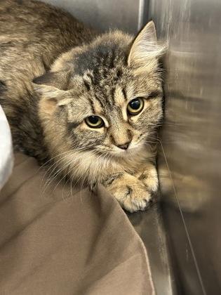Leah, Adoptable, Adult Female Domestic Medium Hair & Domestic Short Hair.