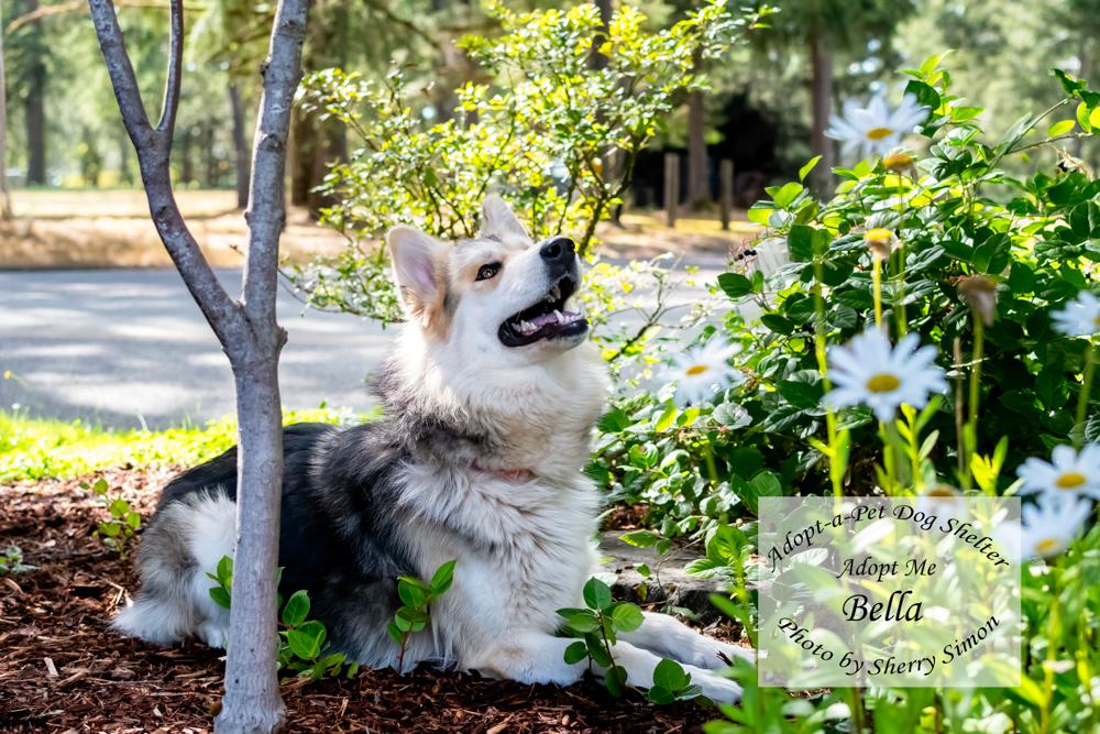 Enlarge BELLA, a Adoptable mixed breed in Shelton, WA image 3/6