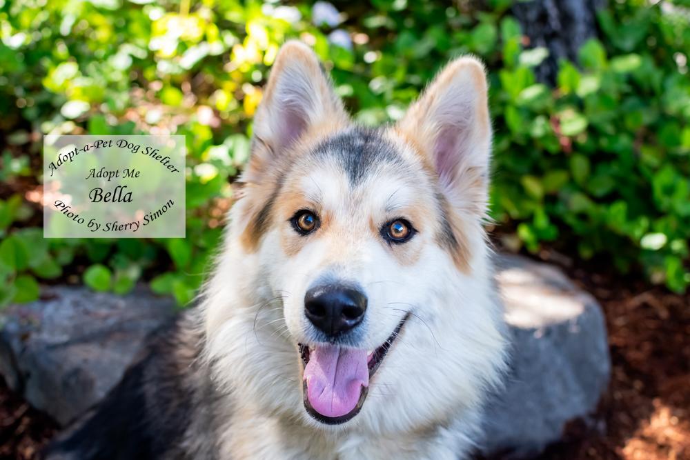 Enlarge BELLA, a Adoptable mixed breed in Shelton, WA image 1/6