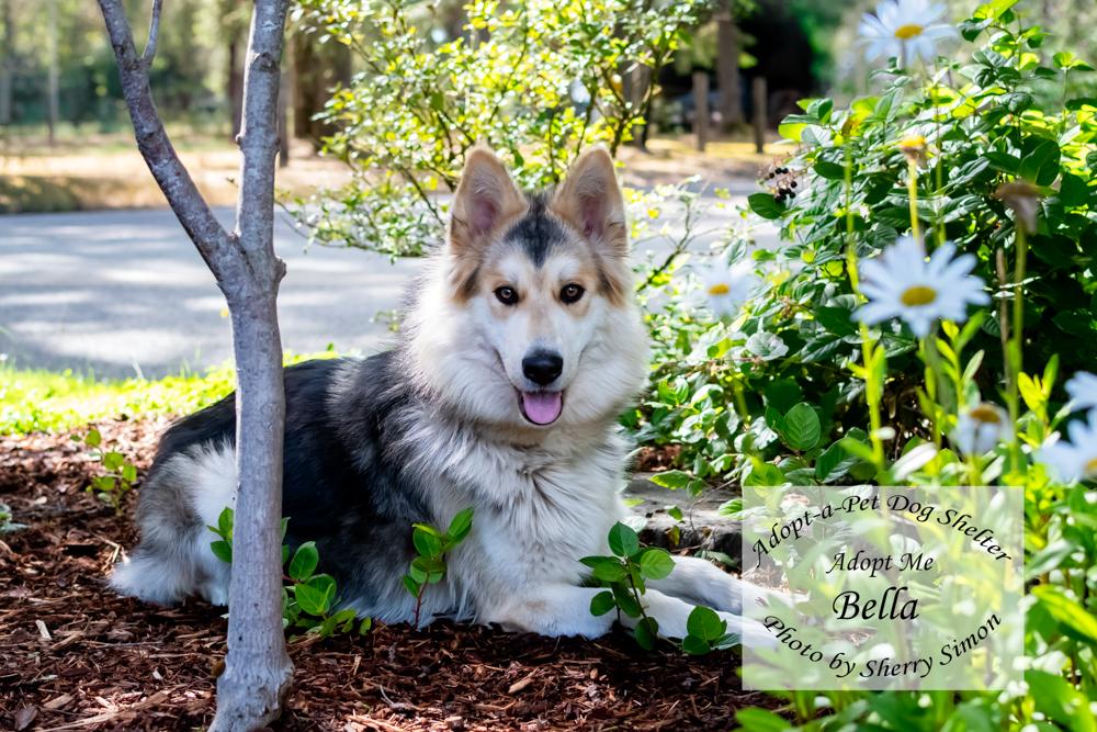 Enlarge BELLA, a Adoptable mixed breed in Shelton, WA image 5/6