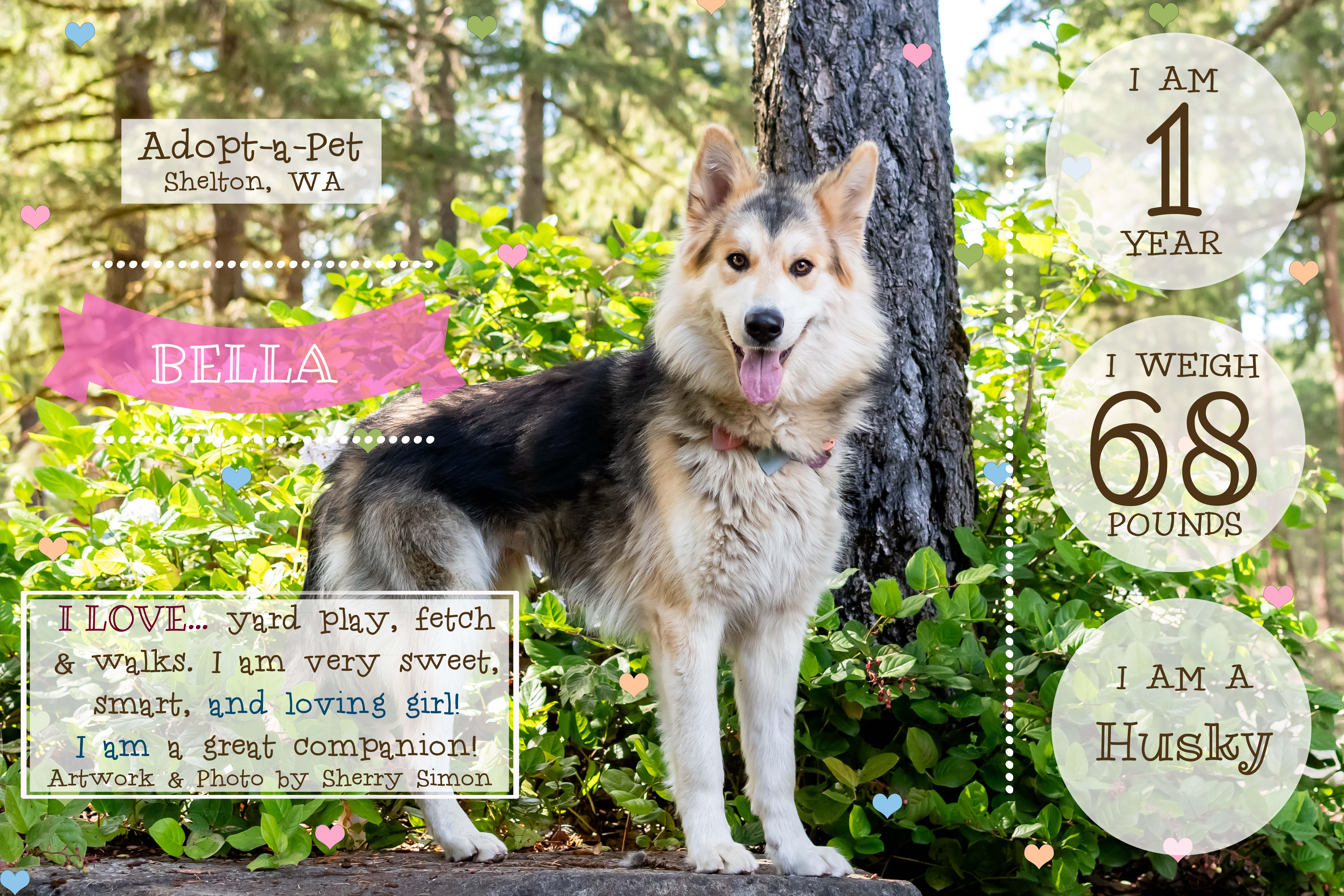 Enlarge BELLA, a Adoptable mixed breed in Shelton, WA image 2/6