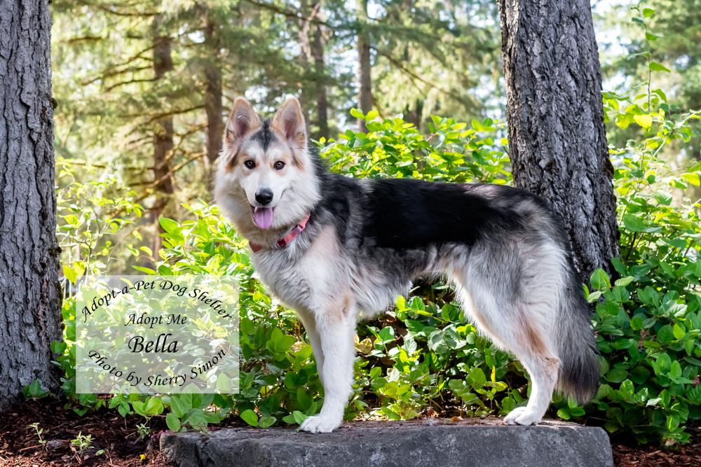 Enlarge BELLA, a Adoptable mixed breed in Shelton, WA image 4/6